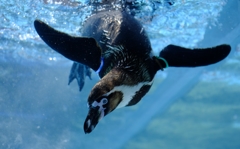 ペンギン