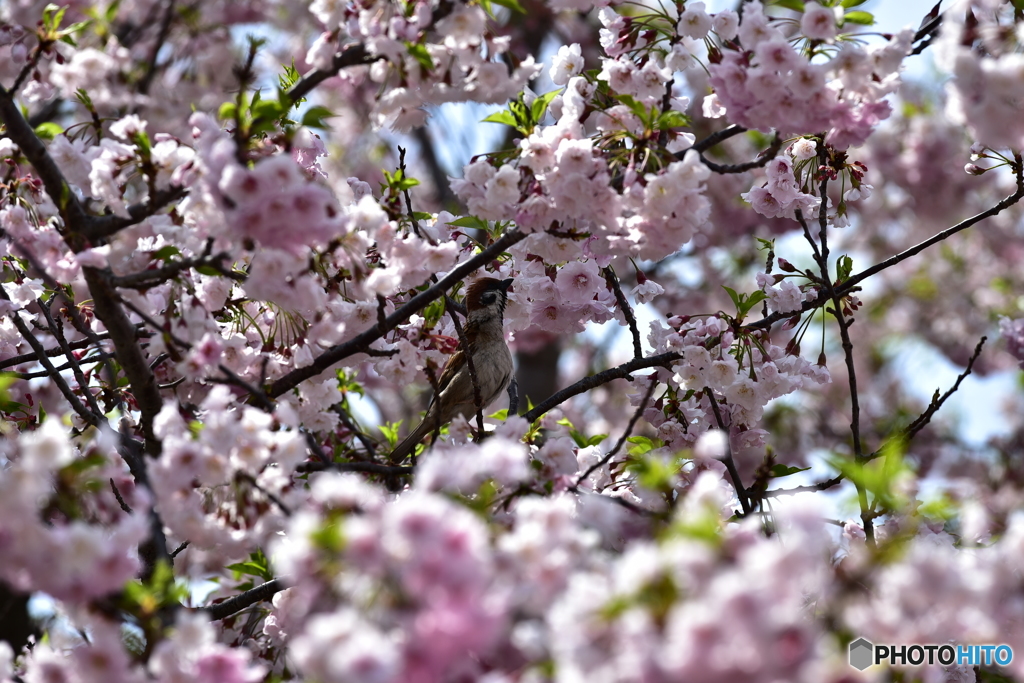 桜満開。