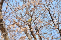 散歩先のカワラヒラ