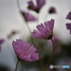 秋桜２