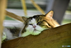 ねむりねこ。