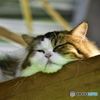 ねむりねこ。