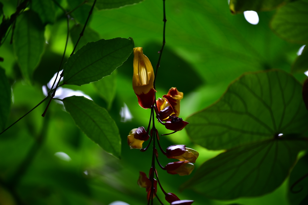花？