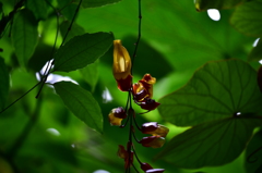 花？