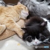 ねこまみれ。