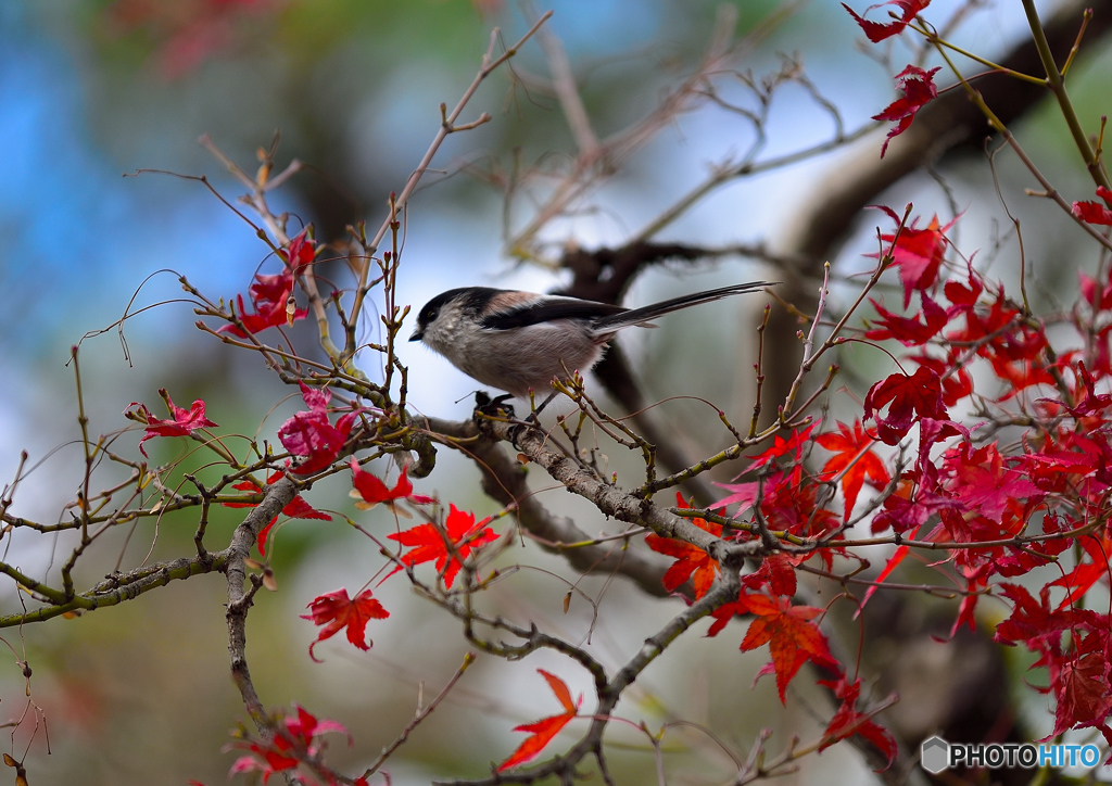 紅葉と鳥。