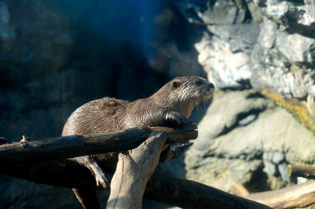コツメカワウソ