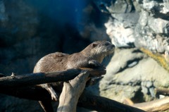 コツメカワウソ
