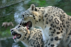ユキヒョウ