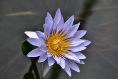 睡蓮
