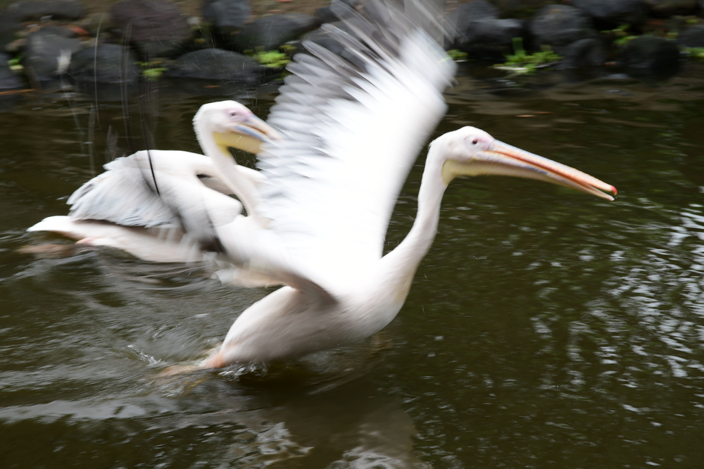 流し鳥（ペリカン2）