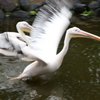 流し鳥（ペリカン2）