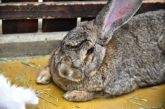 うさぎ？