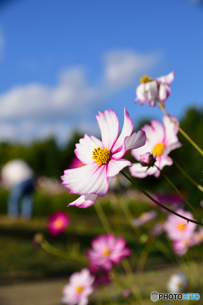 万博公園の秋桜（過去）