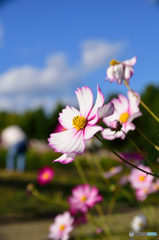 万博公園の秋桜（過去）
