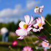 万博公園の秋桜（過去）