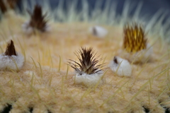 サボテンの花