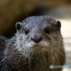 カワウソ。