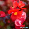 花。