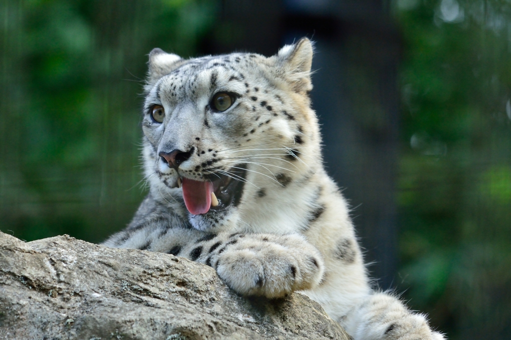 ユキヒョウ