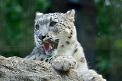 ユキヒョウ