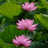 大賀ハス６