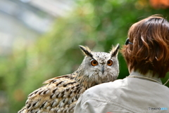 シベリアワシミミズクのローズ