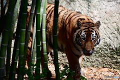 タイガー!!