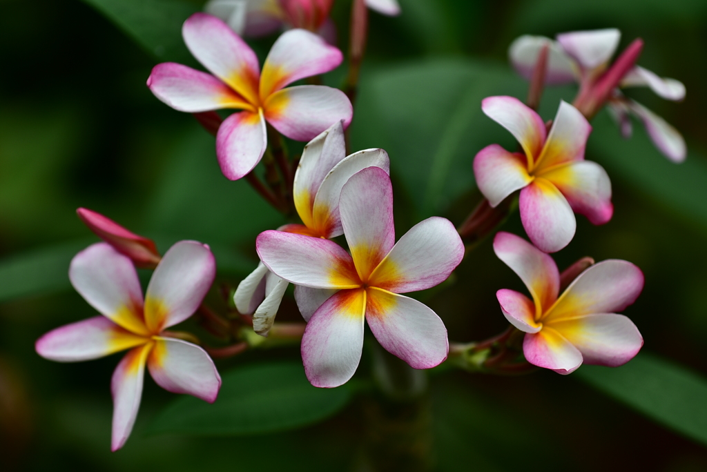 花４