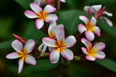 花４