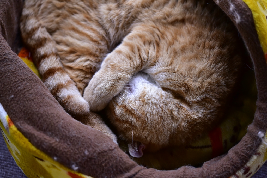 ねむりねこ。