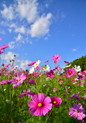 秋桜５