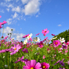秋桜５