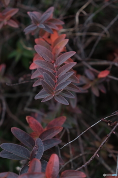 謎の植物