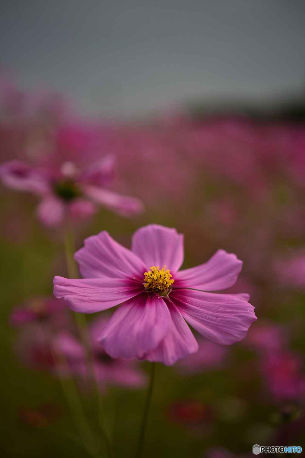 秋桜４