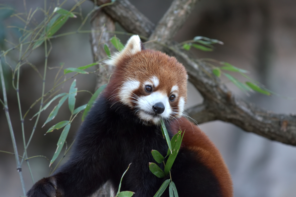 動物園