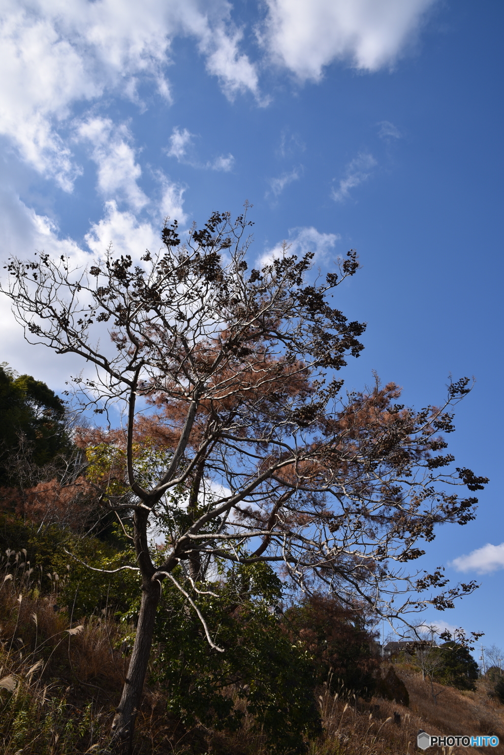 樹木