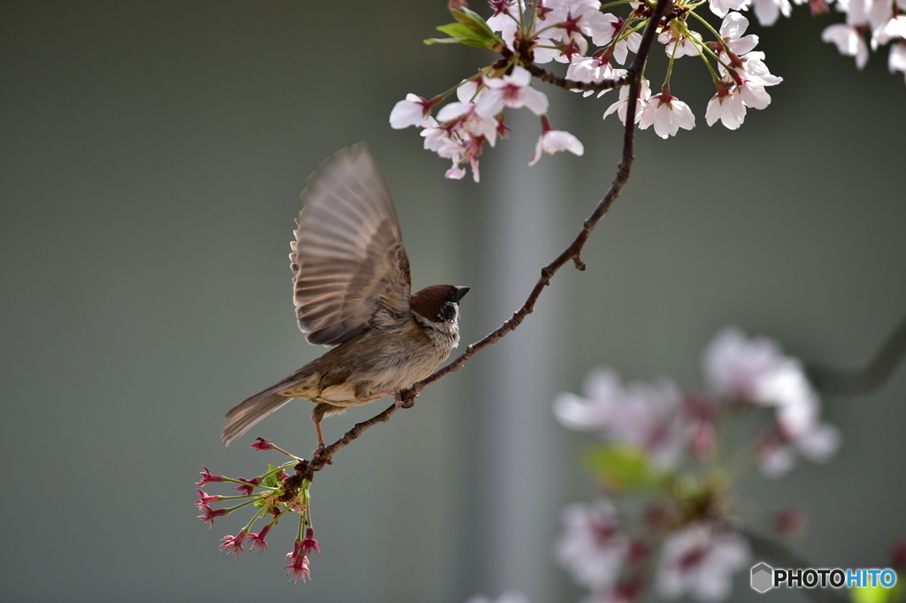 野鳥。（いちおう。）