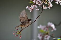 野鳥。（いちおう。）