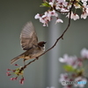 野鳥。（いちおう。）