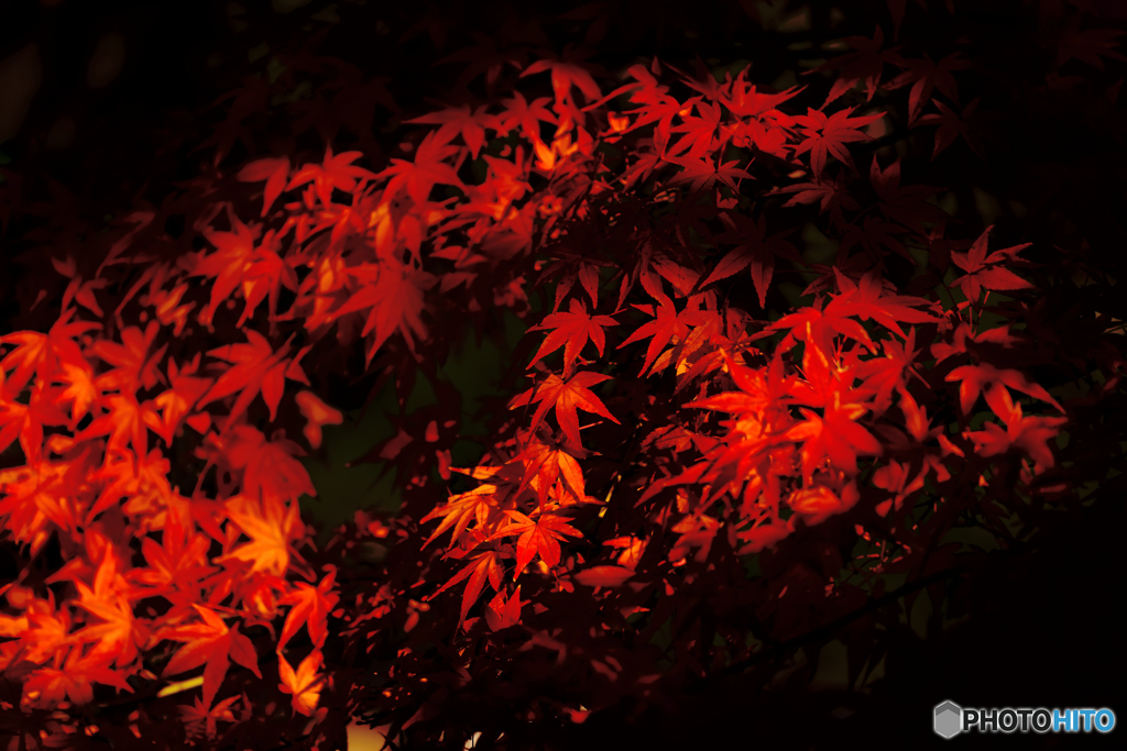 紅葉