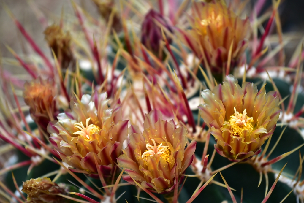 サボテンの花。