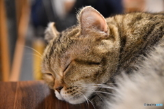 猫眠３