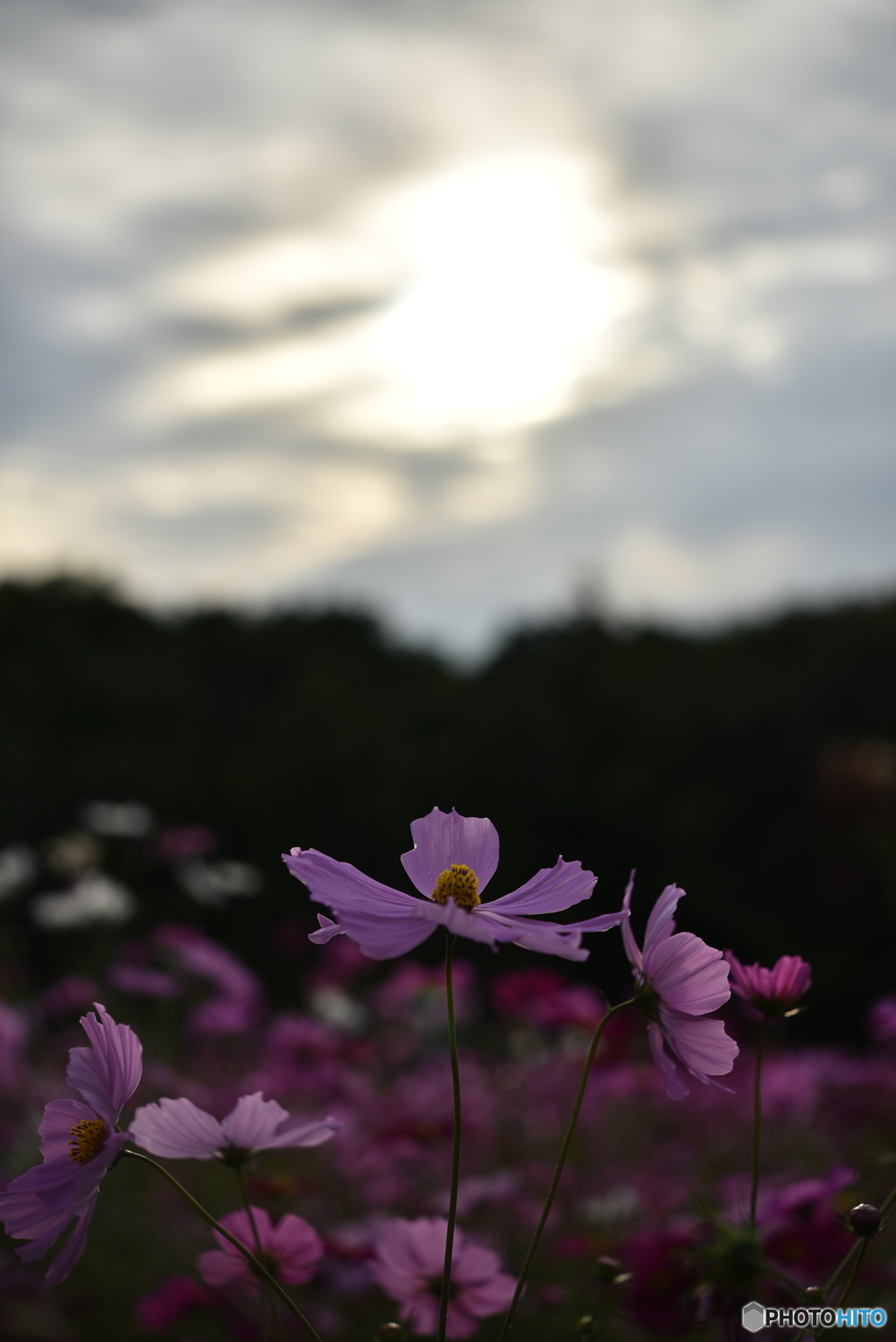 こすもす。