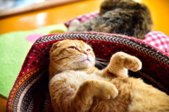 猫