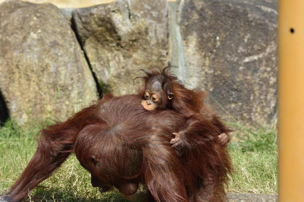オランウータン