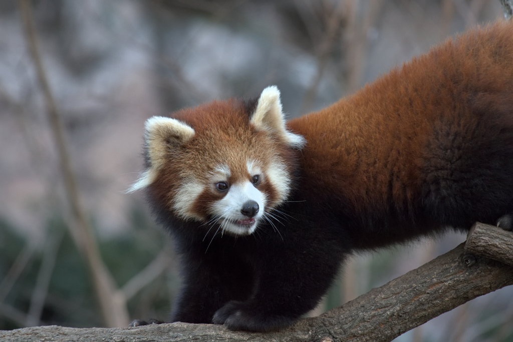 動物園