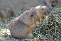 プレーリードック