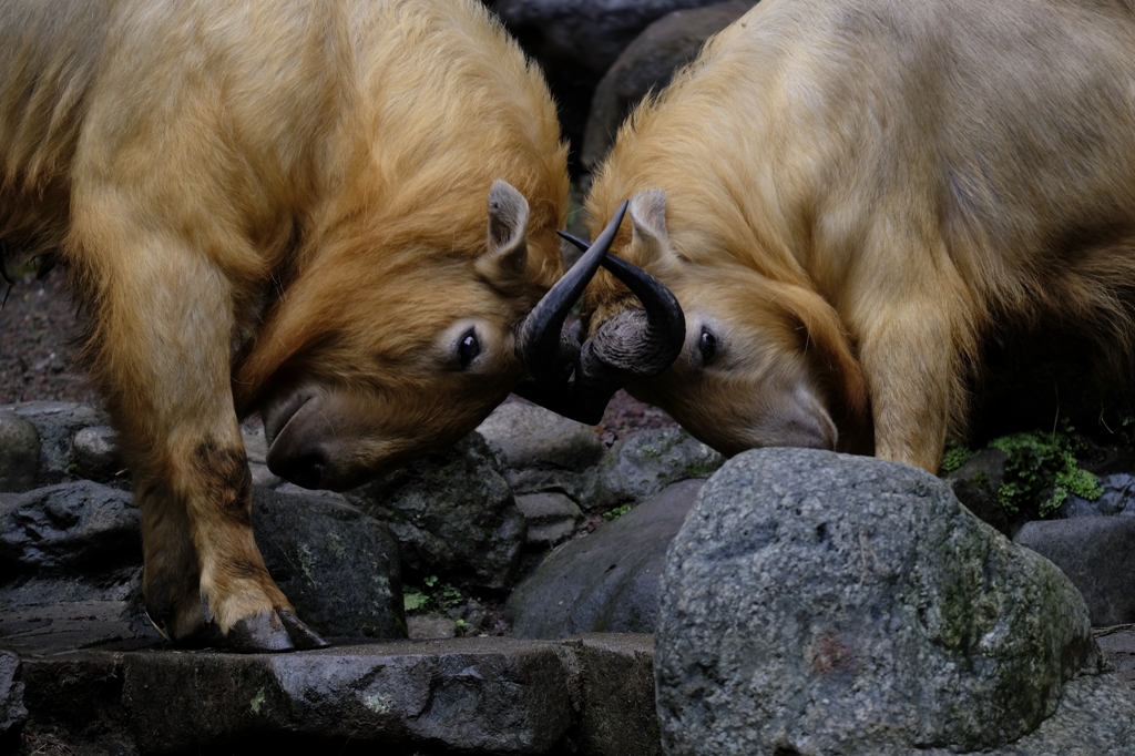 動物園