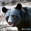 ツキノワグマ